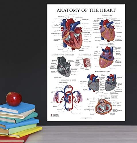 Плакат Palace Обучение Сърце на Грей - ЛАМИНИРАН - Анатомическая схема на човешкото сърце - 18 x 24